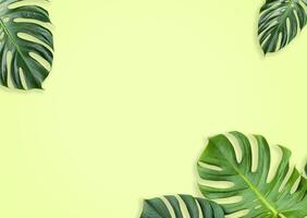 Monstera deliciosa leaves on light Green yellow background creating a frame for text or design elements photo