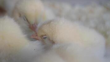 Chicks hatching and exploring in warm surroundings video