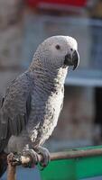 Grey parrot perched on a branch at a local shop video