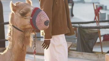 Camel with colorful muzzle at market in desert town video