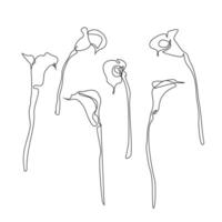 Set of lsix uxury calla flily lowers and logo. Trendy botanical elements. Hand drawn line leaves branches and blooming. vector