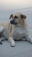 Dog resting on pavement in a quiet neighborhood setting video