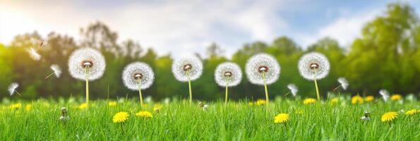 Dandelion seeds floating in the air over a green field during a sunny day photo