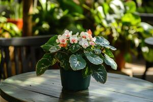 Beauty of Begonia Maculata Showcased on a Rustic Cafe Table Surrounded by Lush Greenery photo
