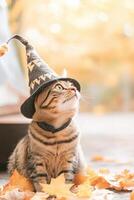 Whimsical cat dressed as a wizard casting spells in a colorful autumn backyard photo
