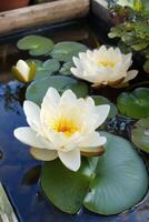 Nymphaea flowers float gracefully on a tranquil pond surrounded by lush greenery in a serene garden setting photo