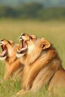 Synchronizing yawns of lions during a lazy afternoon on safari photo