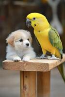 Hilarious moments of a parrot attempting to train a puppy while providing amusing lessons on silence photo