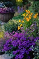 Vibrant viola blooms enhance garden aesthetic with colorful display photo