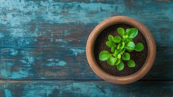 A small potted seedlings growing from coco peat mix soil in a pots on wooden background with copy space. photo