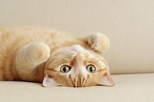 Playful cat balancing upside down on a sofa with a confused expression photo