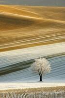 Winter landscape showcasing isolated tree with delicate ice details on soft fields photo