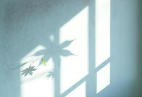 A leaf is shown on the wall of a window photo