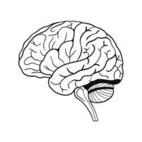 Understanding the human brain its complexities and future potential in cognitive research and neurotechnology vector