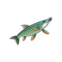 Cartoon style Northern Pike fish illustration on white background vector