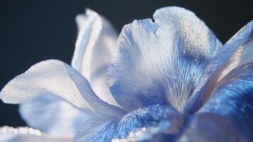 A close up of a blue and white flower photo