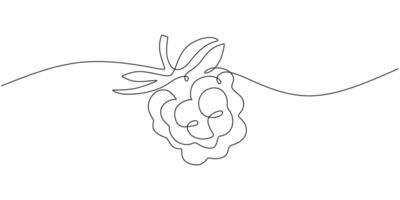 Raspberry One Line Drawing vector