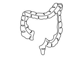 Large Intestine One Continuous Line vector