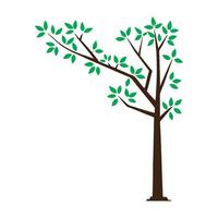 Beautiful Tree with Green Leaves Isolated on a White Background vector