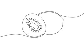 Melon Fruit Continuous Line vector