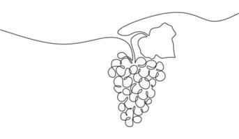 Continuous Line Grape Fruit vector