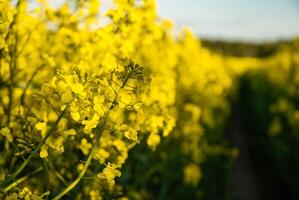 Vibrant yellow canola flowers in a lush field during golden hour with a bright sunny sky in the background for a serene natural scene photo