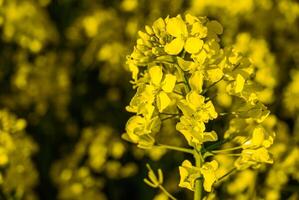 Vibrant yellow canola blossoms in full bloom illuminated by warm sunlight against a blurred floral background in a lush field setting photo