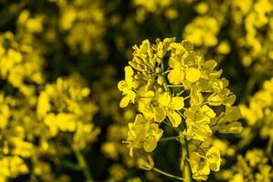 Vibrant yellow blossoms illuminate a bright sunny field with delicate petals and rich green stems creating a captivating springtime scene photo