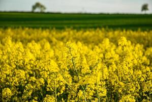 Lush yellow canola fields under clear sky with distant trees creating a serene landscape of greenery and vibrant blossoms in natural harmony photo