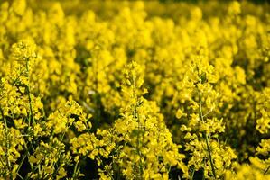 Golden bloom, a beautiful field of bright yellow flowers in full bloom under a clear sunny sky, capturing the essence of spring's renewal photo
