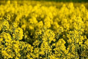 Lush yellow canola field in full bloom with bright sunshine showcasing vibrant petals and dense foilage under a clear blue sky photo