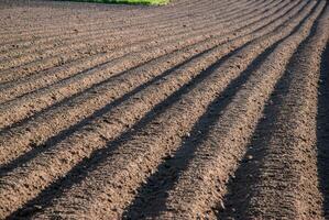 Vast, freshly plowed agricultural field with neat rows basking in sunlight, showcasing vibrant soil textures and the promise of abundant crops photo