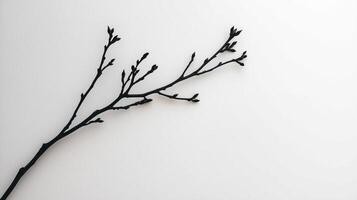 Single branch with intricate details on white background photo