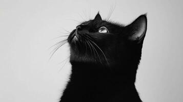 Black cat looking up at the sky photo