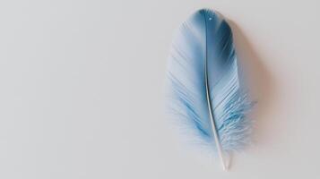 A blue feather on a white background photo