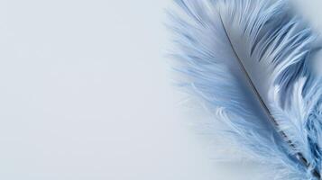 Blue feather on white background photo