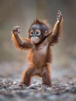 Adolescent Primates Practice Moving Through Tree Canopy photo