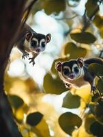 Arboreal Marsupial Juveniles Acquiring Branch to Branch Movement Efficiency photo