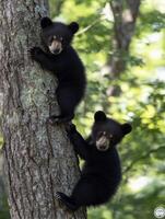 Adolescent Hunters Learn To Flee From Threats In Trees photo