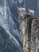 Brave Pathfinders Guiding Juniors Over Perilous Rocks photo