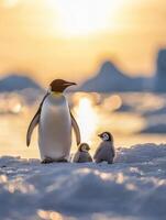Caring Seabirds Providing Constant Warmth For Babies photo