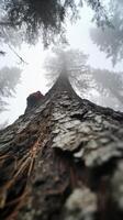 Colossal Forest Figure Dwarfs the Solitary Adventurer Exploring Below photo