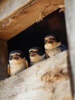 Dutiful Avian Adults Encourage Young In Flight Lessons photo