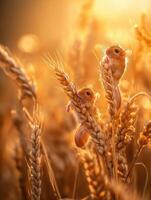 Diminutive Acrobatics Displaying Balance On Amber Wheat photo