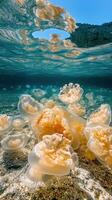 Elegant Drifters Bathed in the Blue Glow of Marine Waters photo