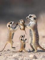 Experienced Sand Dwellers Coach Survival Through Prey Control photo