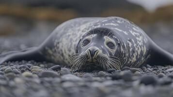 Harbor Seals Taking A Break On Sandy Shore Environments photo