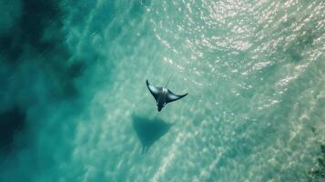 Great Sea Giant Navigating Through Vibrant Deep photo