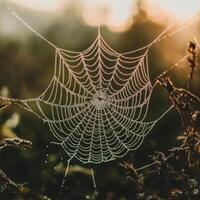 Intricate Jewel Encrusted Creation Shimmering at Dawn photo