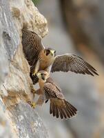 Juvenile Birds Gaining Mastery of Rapid Downward Plunge Techniques photo